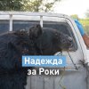 4 лапи спаси мечок, използван за боеве с кучета в Пакистан 