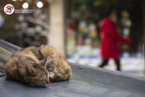 Световен ден на бездомните животни: ЧЕТИРИ ЛАПИ апелира за хуманно отношение към изоставените