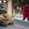 Световен ден на бездомните животни: ЧЕТИРИ ЛАПИ апелира за хуманно отношение към изоставените