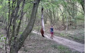 Мъж тича и разхожда куче при примамките за леопарда в Шуменското плато 
