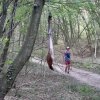 Мъж тича и разхожда куче при примамките за леопарда в Шуменското плато 