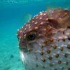 За първи път риба балон в Черно море, минала през Босфора