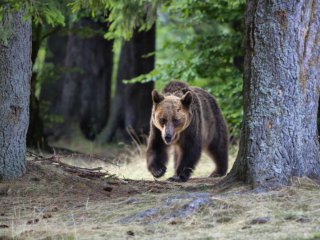 Мечка уби мотоциклетист на най-известния планински път в Румъния