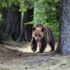 Мечка уби мотоциклетист на най-известния планински път в Румъния