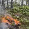   Пожарът в Национален парк „Рила“ се разраства, съобщиха от Югозападно държавно предприятие (ЮЗДП).  Гори на 1700 м надморска височина, а огънят тръгва към алпийската част.Горски служители от Държавно горско стопанство-Симитли към ЮЗДП са на терен от ран