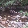 Почина раненото двегодишно мече 