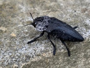 Черната златка унищожава овощни градини у нас 