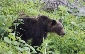 Рекордните 230 души ранени или убити от мечки в Япония от април насам