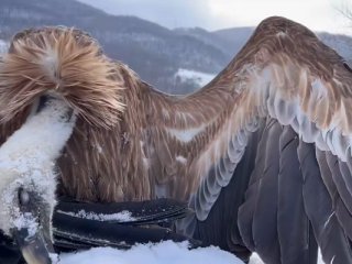 Отровиха 7 лешояда край Котел с примамки