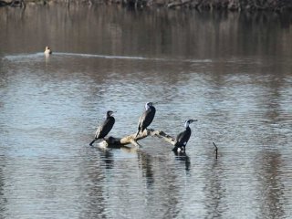 Започва 50-ото среднозимно преброяване на зимуващите водолюбиви птици