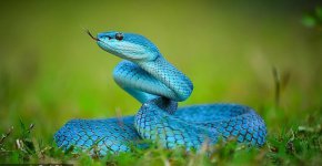 Зоотопия 2 предизвика бум на продажби на опасни змии