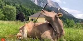 Вероника – първи документиран случай на крава, използваща инструмент по адаптивен начин