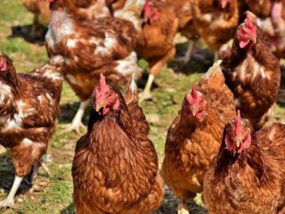 Отпускат над 21 млн. евро помощ за птицевъдите