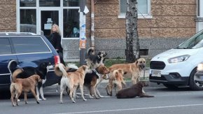 Глутница вилнее близо година из Изгрев и Студентски, всеки я вижда, освен Екоравновесие