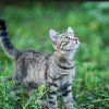 Котките с достъп навън драскат по-малко мебелите и са по-спокойни през нощта