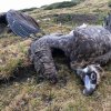 Отровна примамка погуби 8 редки птици в сърцето на Стара планина 