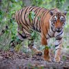 WWF: Дивите животни в света са намалели със 73% за 52 години