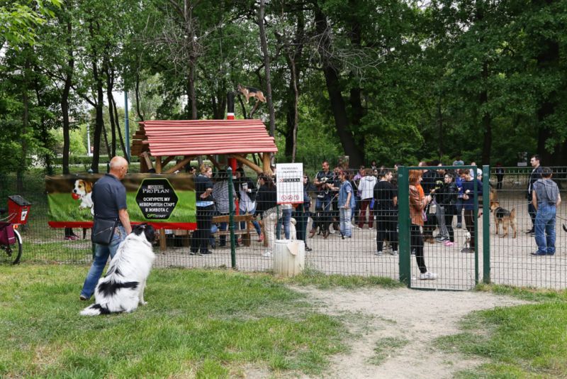 Кучетата в Пловдив тръгнаха на училище